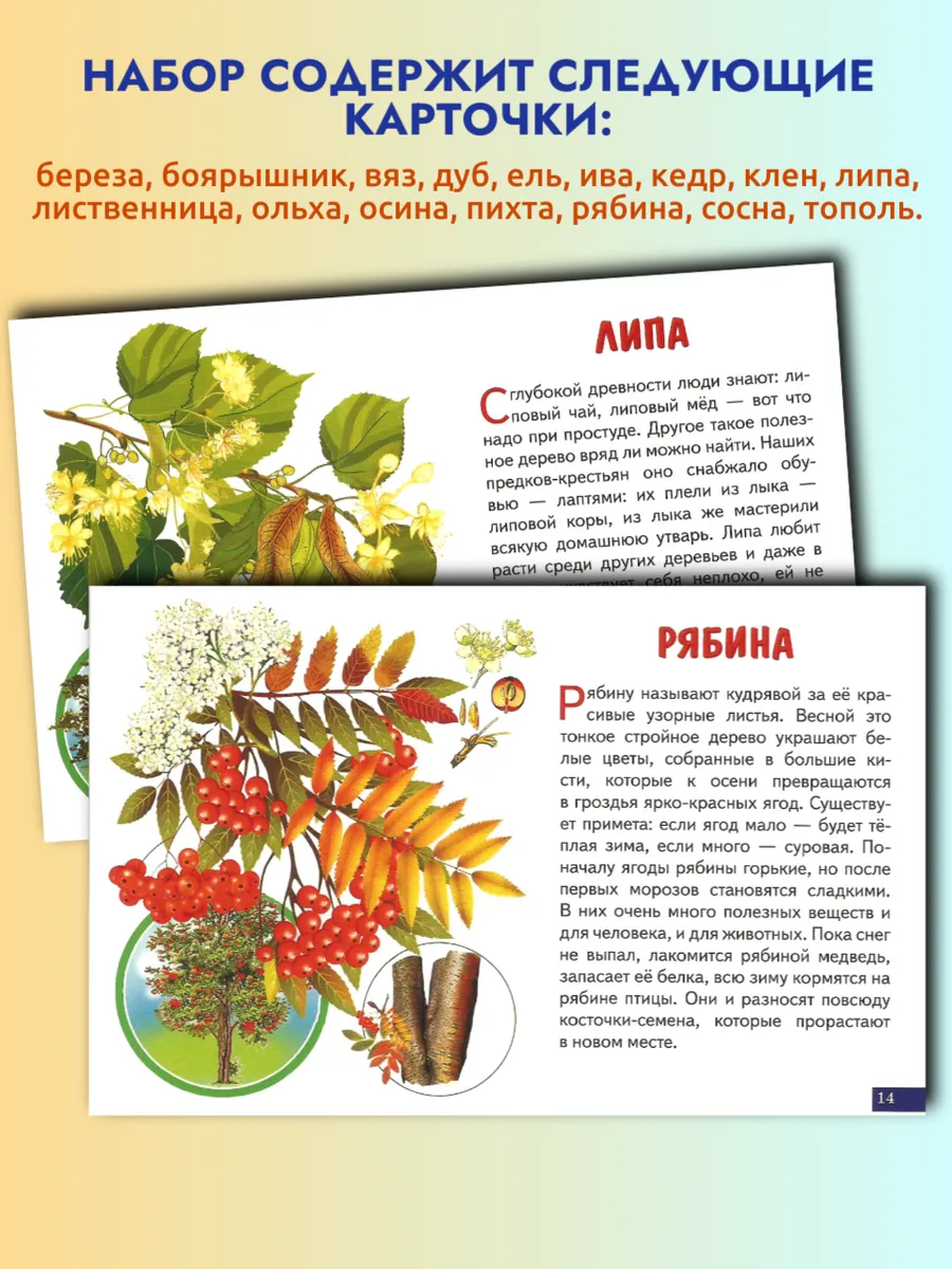 Деревья карточки для детей