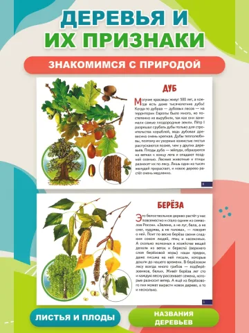 Деревья карточки для детей