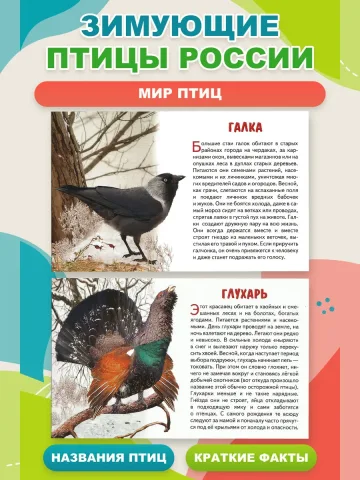 Зимующие птицы России карточки