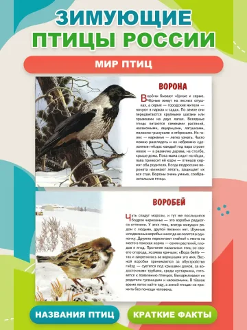 Зимующие птицы России карточки