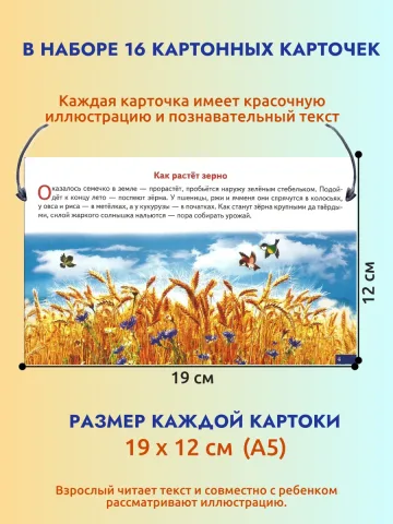 Карточки Хлеб