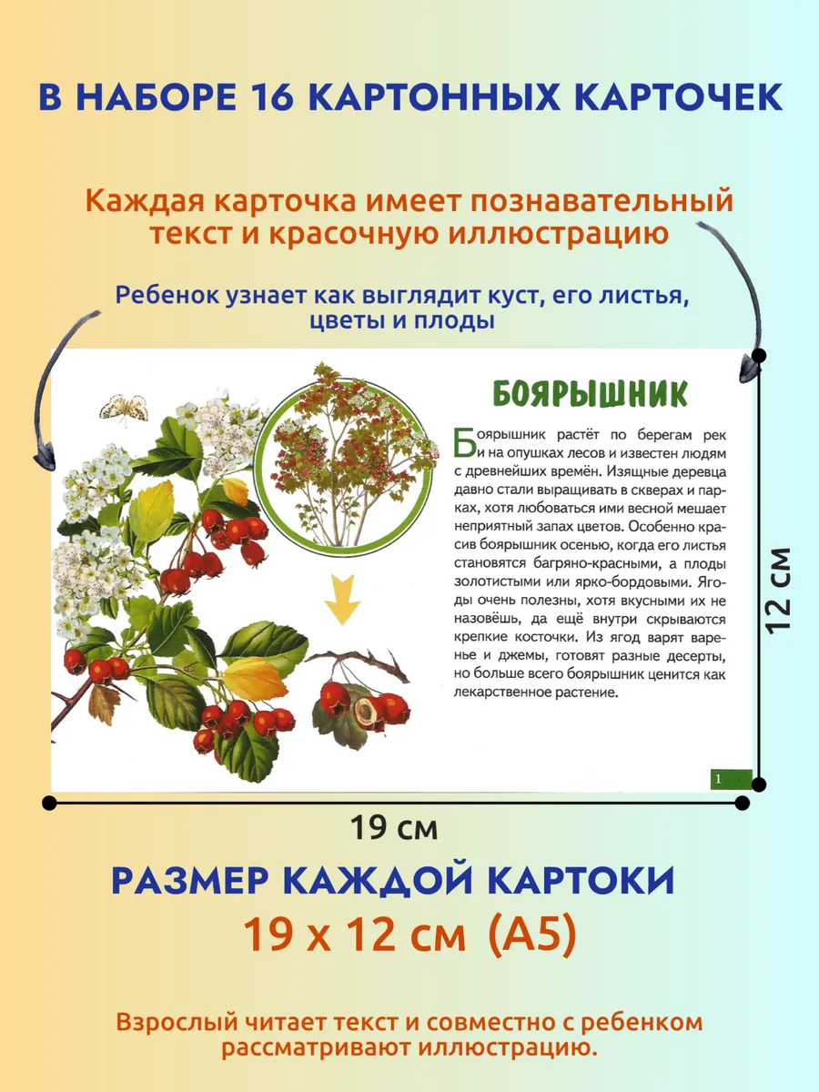 Карточки Лесные ягоды