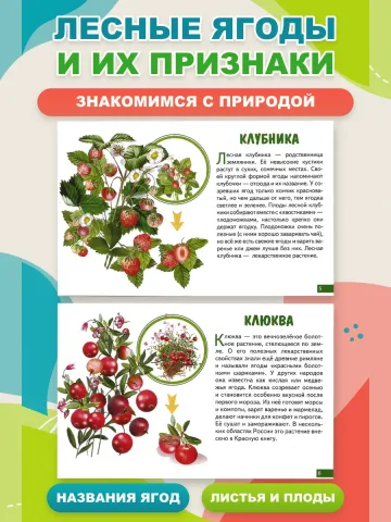 Карточки Лесные ягоды