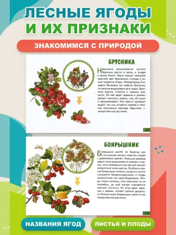 Карточки Лесные ягоды