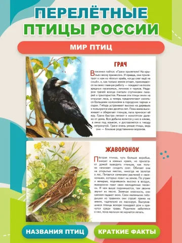 Перелетные птицы России. Наглядные карточки