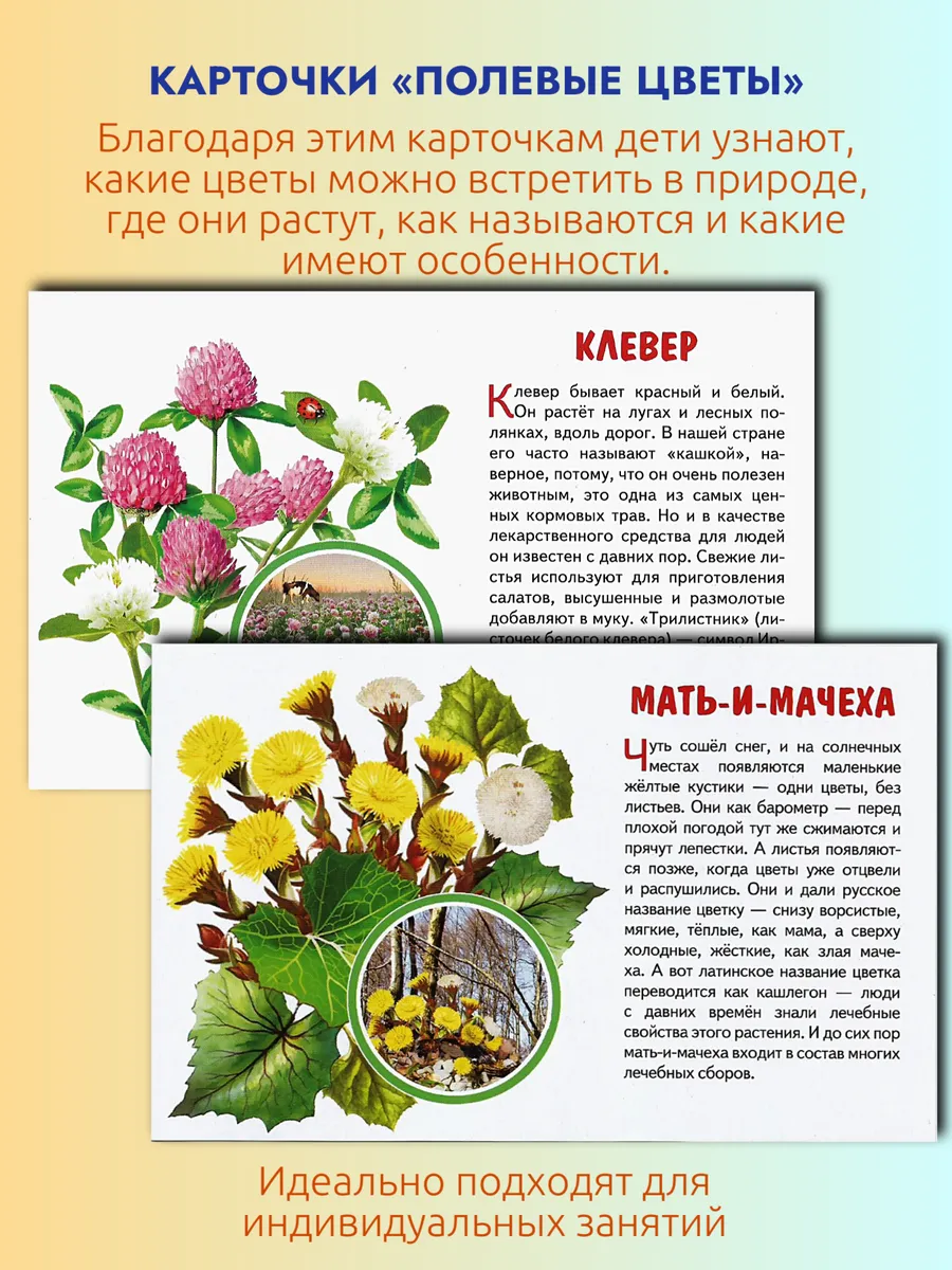 Полевые цветы Наглядные карточки