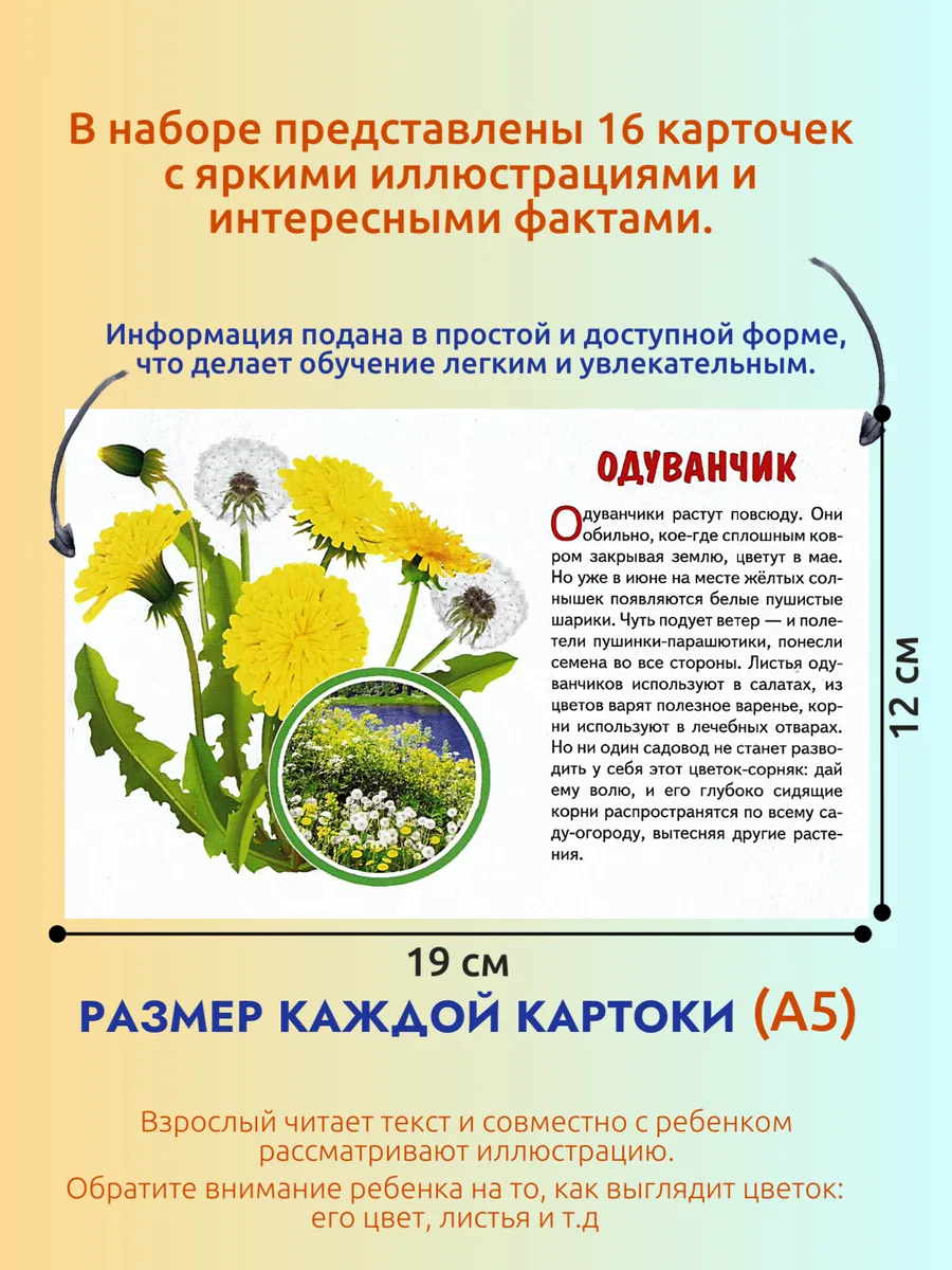 Полевые цветы Наглядные карточки