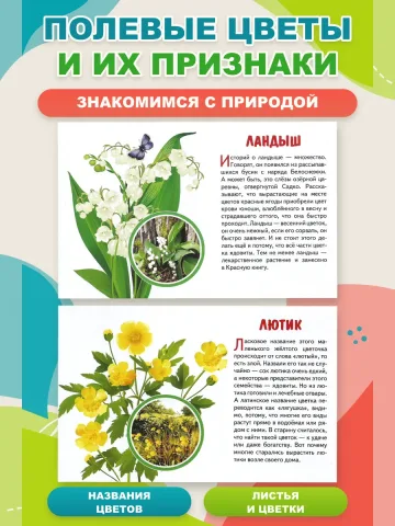 Полевые цветы Наглядные карточки