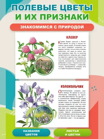 Полевые цветы Наглядные карточки